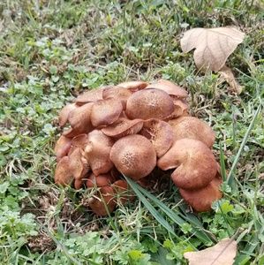 Meet your Posher, Lee